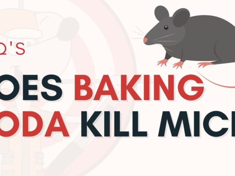 Baking Soda For Rats: How It Works &Amp; Is It Effective?