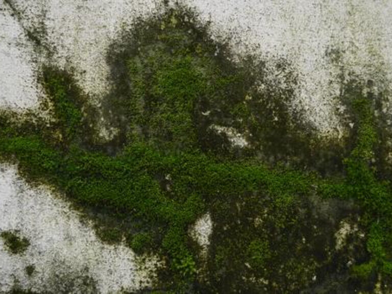 Does Baking Soda Kill Algae On Concrete Effectively?