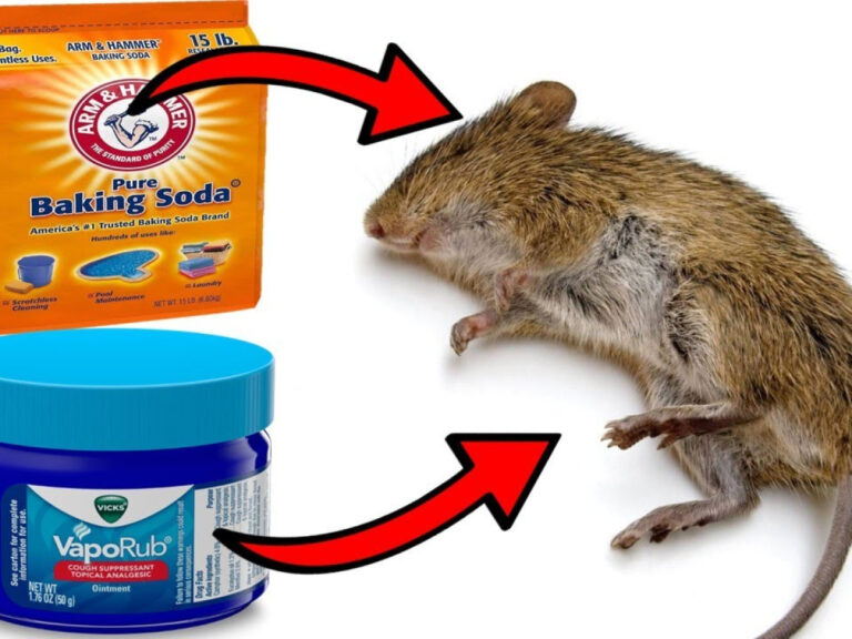 Does Vicks &Amp; Baking Soda Actually Kill Mice?: Fact Check