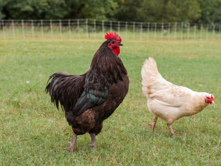 Is Baking Soda Safe For Birds? What You Need To Know